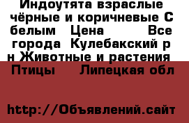 Индоутята взраслые чёрные и коричневые С белым › Цена ­ 450 - Все города, Кулебакский р-н Животные и растения » Птицы   . Липецкая обл.